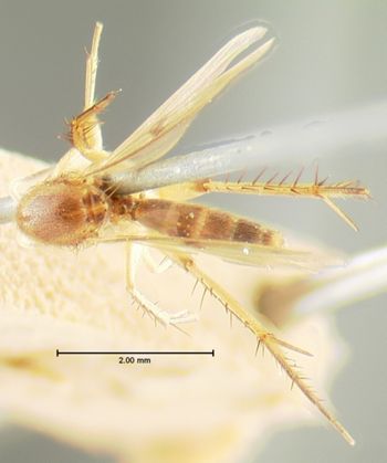 Media type: image;   Entomology 1190 Aspect: habitus dorsal view